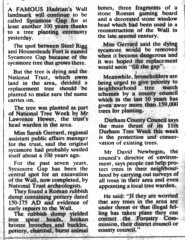 Sycamore Gap - tree has been felled!