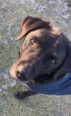 To start a positive dog thread