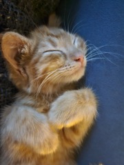 Please can I see your orange cats?