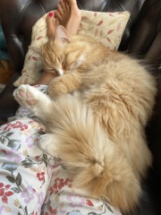 Please can I see your orange cats?