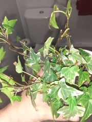 Why isnt my ivy growing?