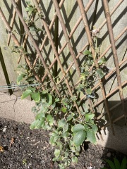 Why isn’t my clematis thriving? (Pictures!)