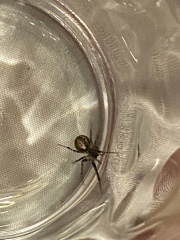 To wonder if the spider I caught is a False Widow Spider and if it's really as dangerous as I think?!