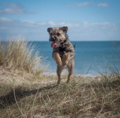 Please tell me about your Border Terriers