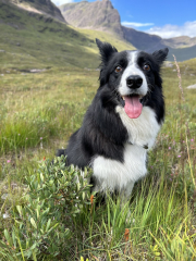 Any dog lovers here?