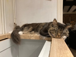 Cat pics to distract me