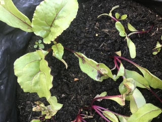 Help with Beetroot plants