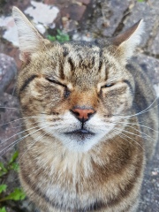 Thug cat part 5 - For he will not do destruction, if he is well-fed, neither will he spit without provocation.