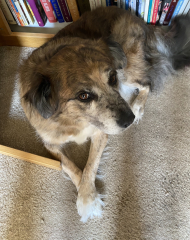 To start a positive dog thread