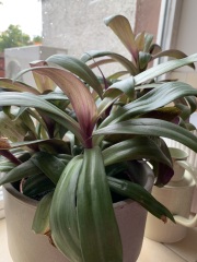 House plant ID