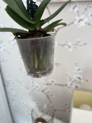 Orchid help