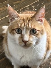 Please can I see your orange cats?