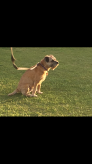 Please tell me about your Border Terriers