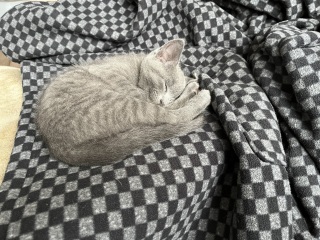New kitten arrived