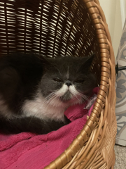 Potential new inmate at Toddler Towers.