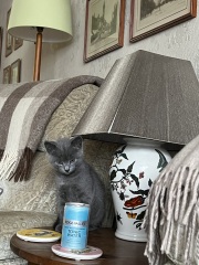 New kitten arrived