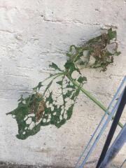 What is eating my plants?