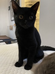 We found a kitten. Tips