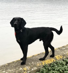 To start a positive dog thread