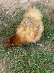 Come and tell me your dull and unexciting news 26: Calmly through the day 