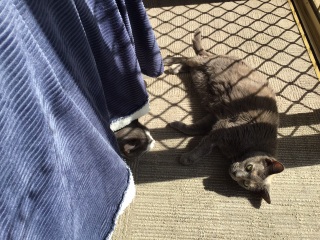 To tell my cat he is insane