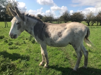 Does Anyone Own A Donkey?