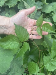 Plant ID