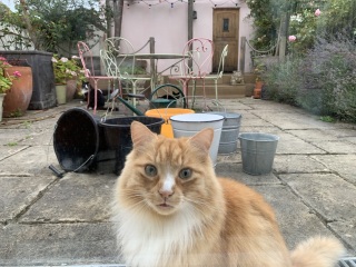 Please can I see your orange cats?