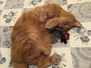 Please can I see your orange cats?