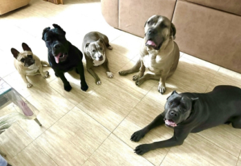 American Bully XL to be banned by end of year