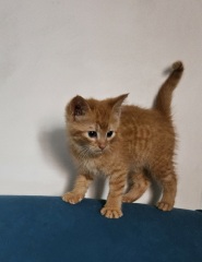 Please can I see your orange cats?