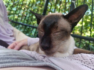 A thread for older cats 10+