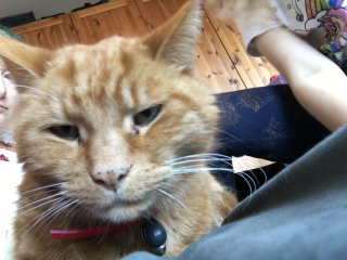 Please can I see your orange cats?