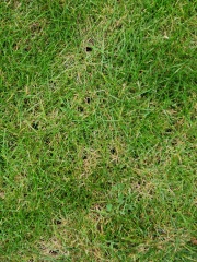 Holes in my lawn