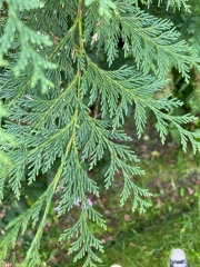 Evergreen tree IDs please!