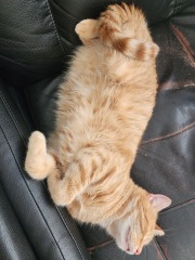 Please can I see your orange cats?