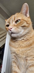 Please can I see your orange cats?