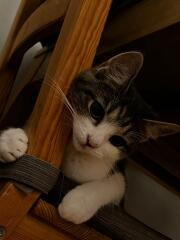Anyone else got a cat with IBD?