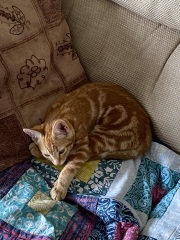 Please can I see your orange cats?