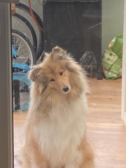 To start a positive dog thread