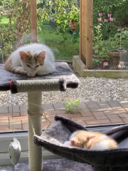 Boy cat names that go with Scout?