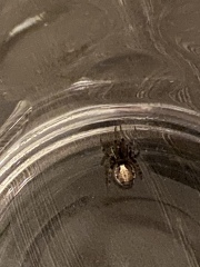 To wonder if the spider I caught is a False Widow Spider and if it's really as dangerous as I think?!