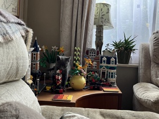 New kitten arrived