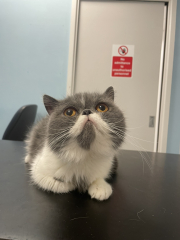 Potential new inmate at Toddler Towers.