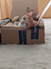 Please can I see your orange cats?