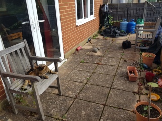 Thug cat part 5 - For he will not do destruction, if he is well-fed, neither will he spit without provocation.