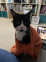 A thread for older cats 10+