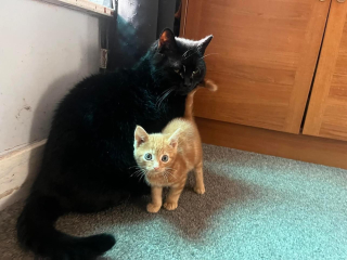introducing new cats