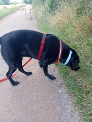 Any dog lovers here?