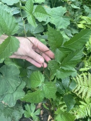 Plant ID
